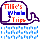 Tillie's Whale trips