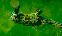 nudibranch