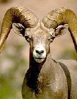 ram
