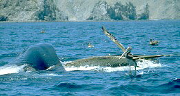 whale
