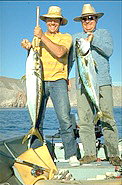 yellowtail